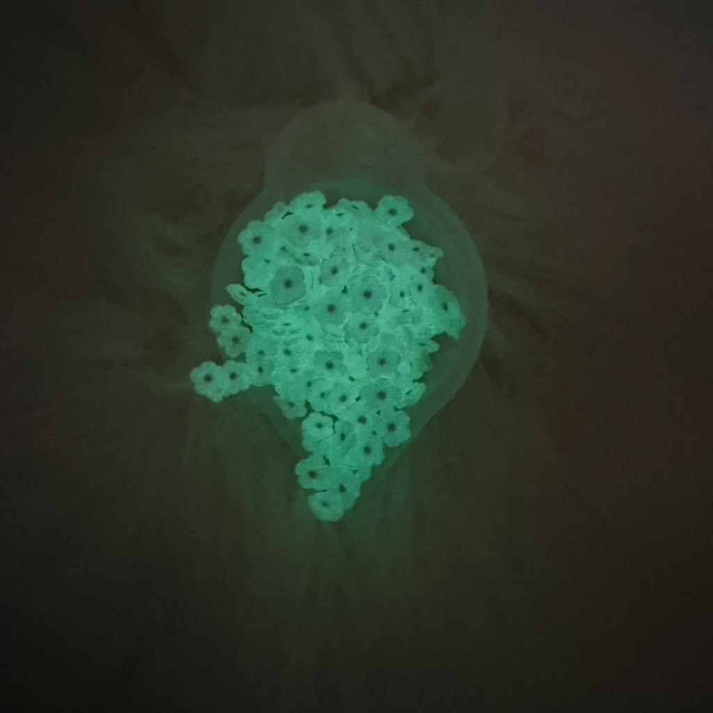 Florecita Glow In The Dark - Violeta