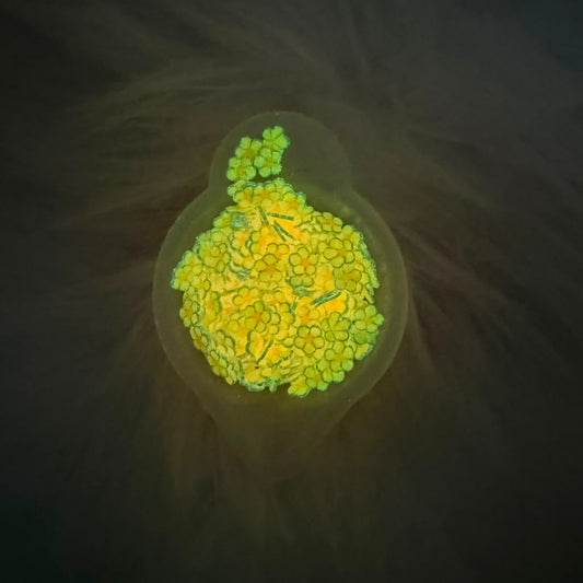 Florecita Glow In The Dark - Anaranjada